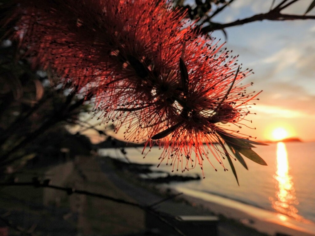 Sunset Bloom by elf