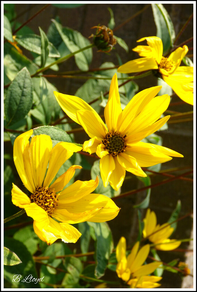 A little sunshine in the garden . by beryl