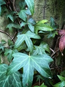 9th Sep 2024 - Ivy