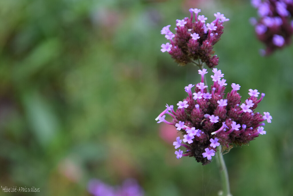 Verbena bonariensis by parisouailleurs