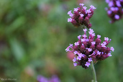 8th Sep 2024 - Verbena bonariensis