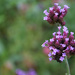 Verbena bonariensis by parisouailleurs