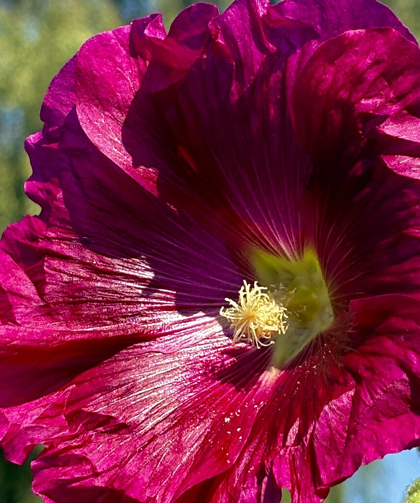 Hollyhock by lizgooster