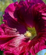 6th Sep 2024 - Hollyhock