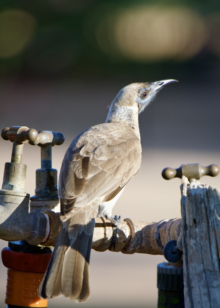 Not All Of Our Birds Are Colourful P9094297 by merrelyn