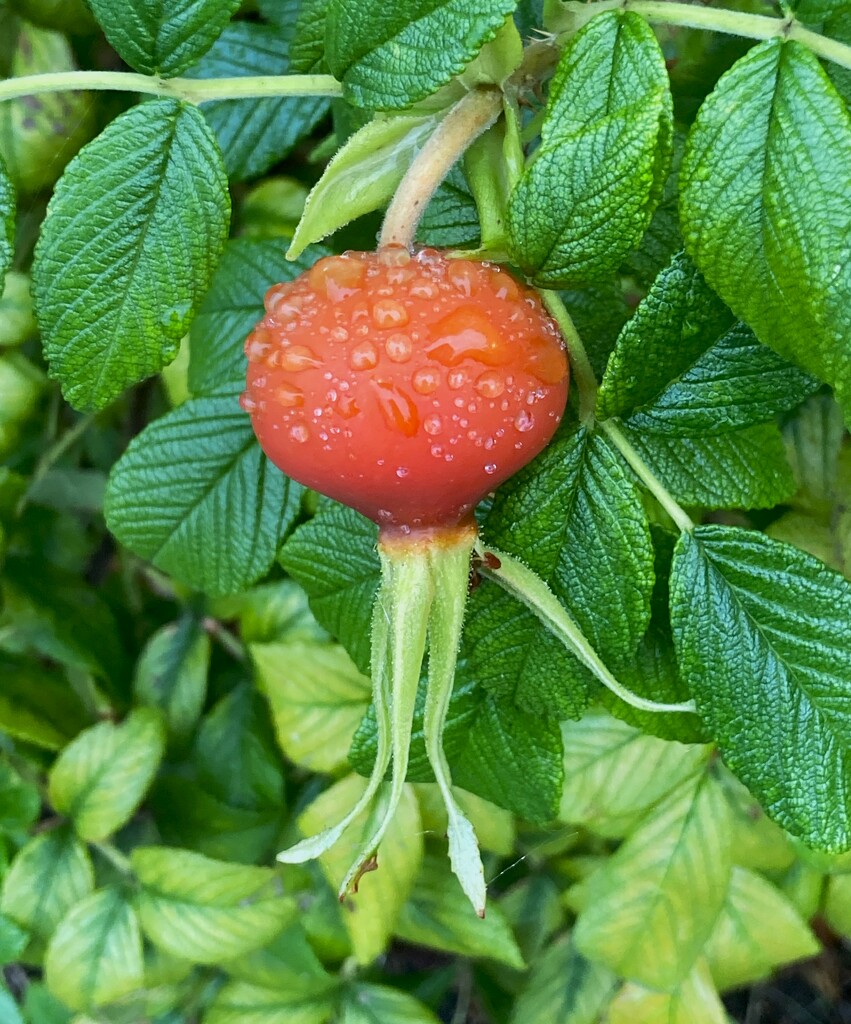 Raindrops on rosehips 2 by 365anne