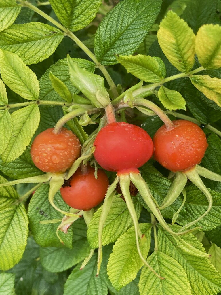 Raindrops on rosehips 1 by 365anne