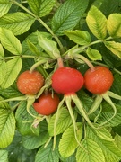 8th Sep 2024 - Raindrops on rosehips 1