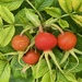 Raindrops on rosehips 1 by 365anne