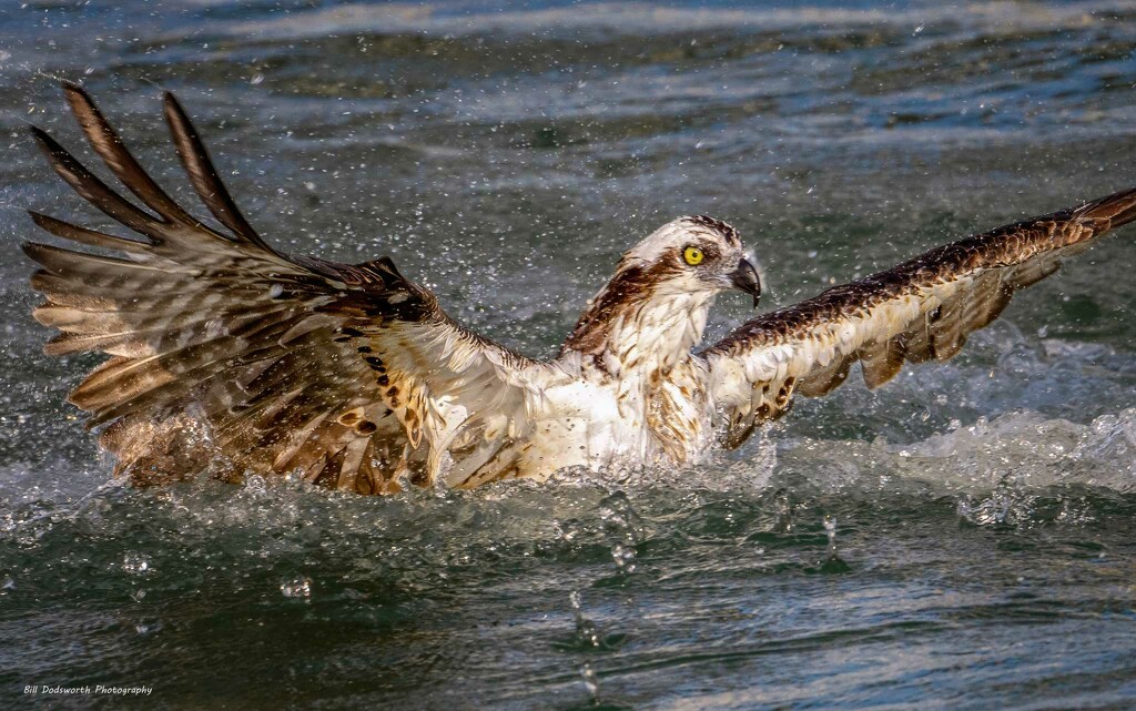 Fishing by photographycrazy