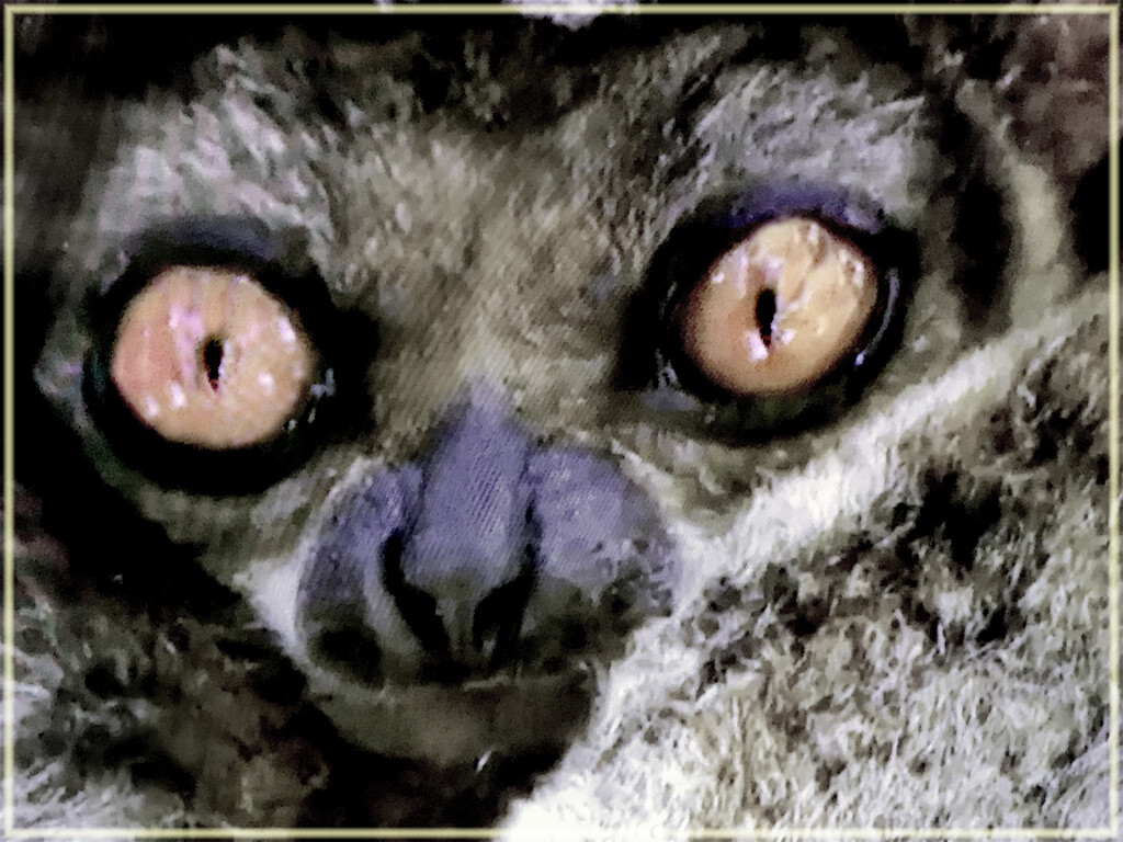 Lemur-just to cute  by 365projectorgchristine