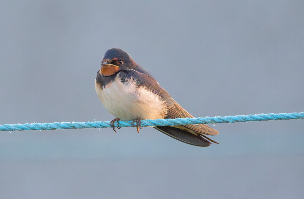 On the Washing Line by lifeat60degrees