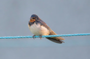 9th Sep 2024 - On the Washing Line