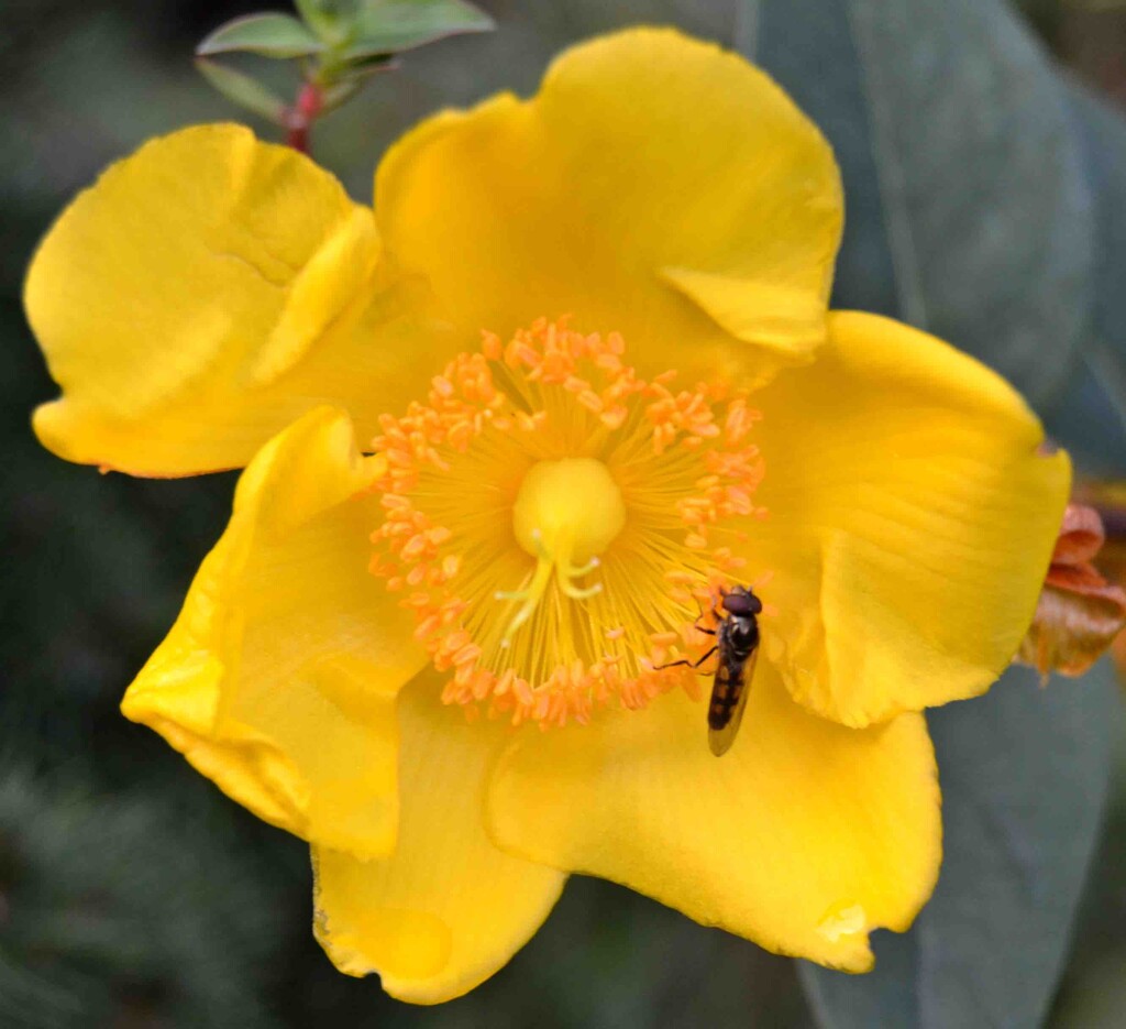 Flower and Hoverfly by arkensiel