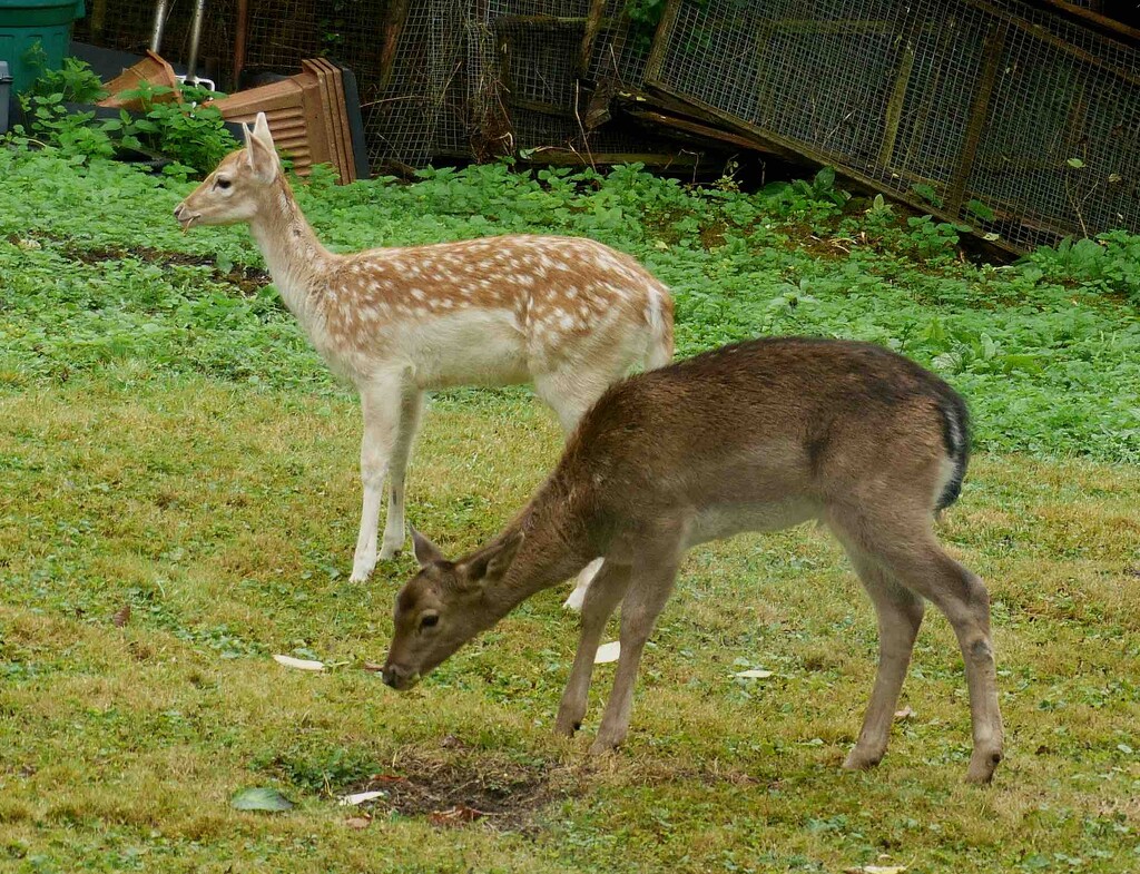 Young Fallow Deer by arkensiel