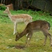 Young Fallow Deer