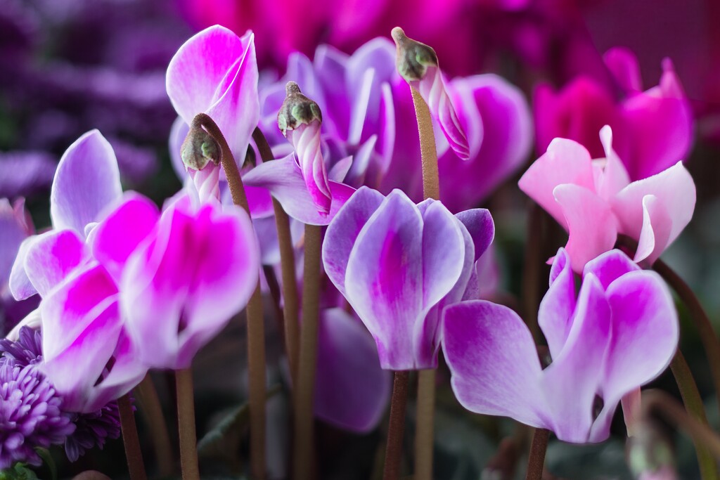 Persian cyclamen (?) by okvalle