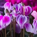 Persian cyclamen (?) by okvalle