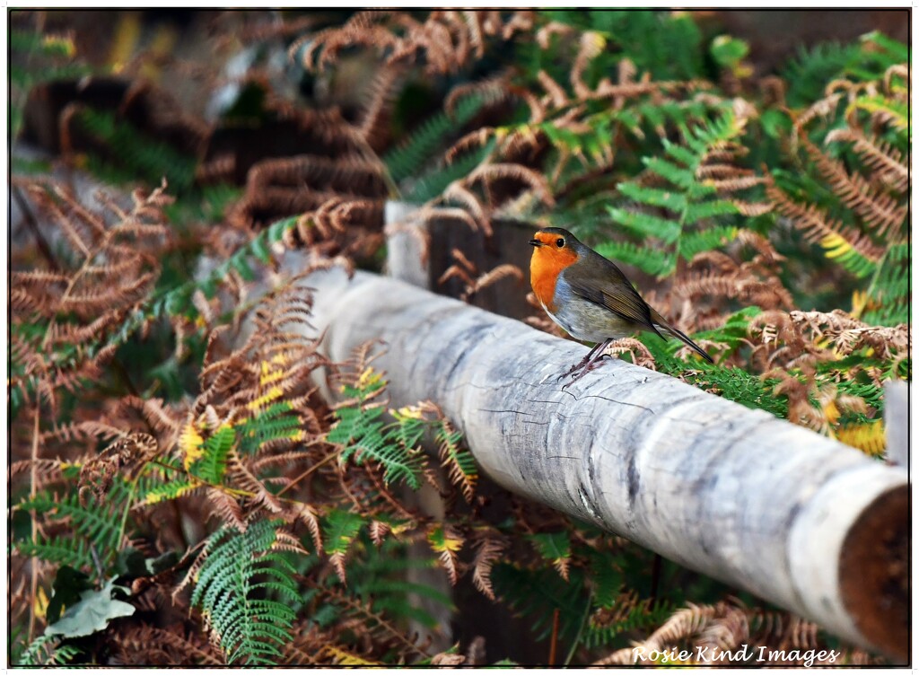 Dear little robin by rosiekind