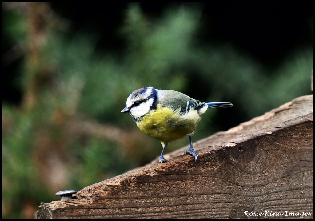 Dear little blue tit by rosiekind