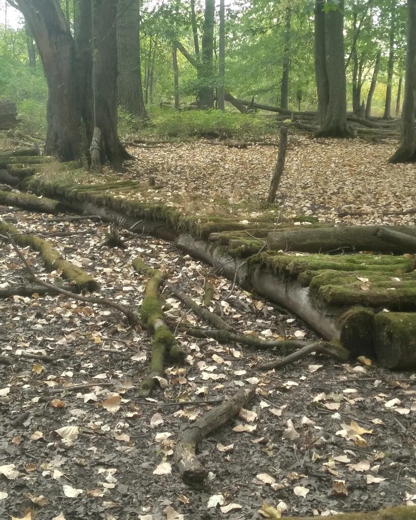 Mossy Path by firebrimstoneblood