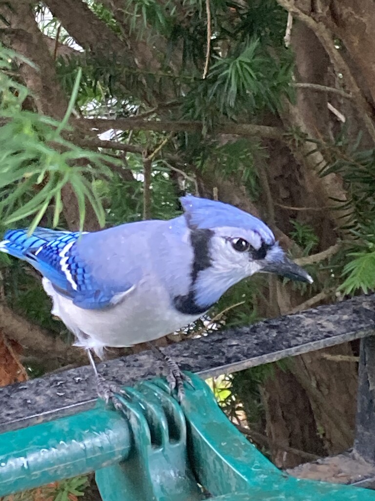 Blue Jay Visiting by spanishliz