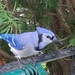 Blue Jay Visiting