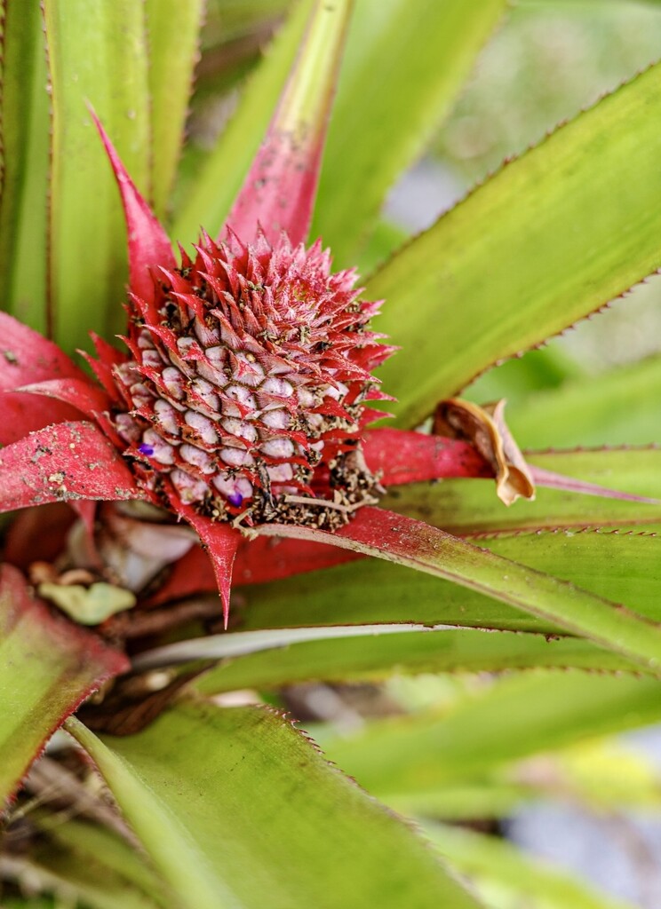 Pineapple Red by cocokinetic