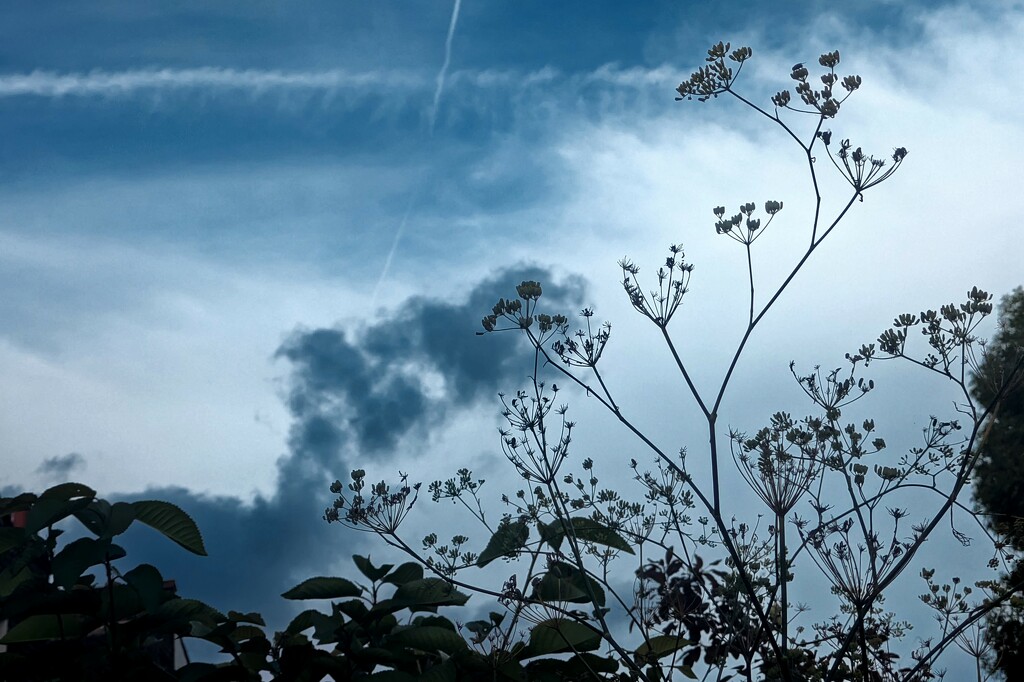 Brooding fennel  by boxplayer