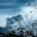 Brooding fennel 