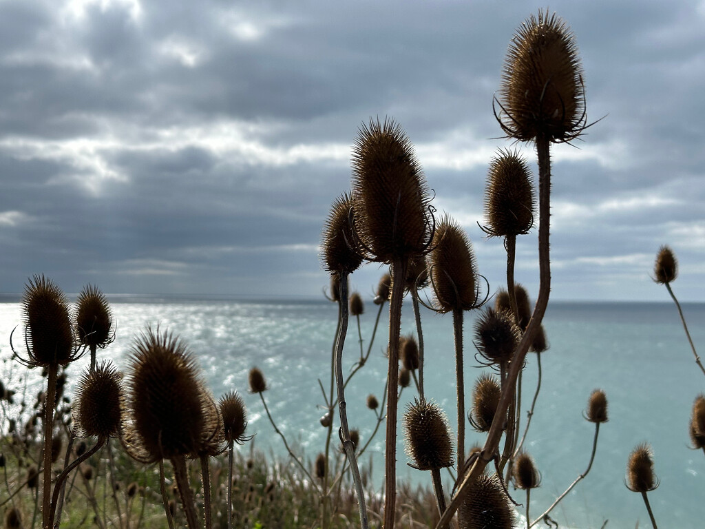 Teasels by 365projectmaxine