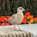 Seagull  by zilli