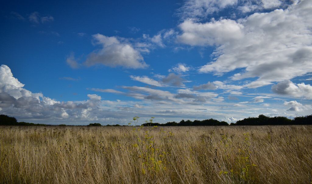 A Kentish Prairie? by tiaj1402