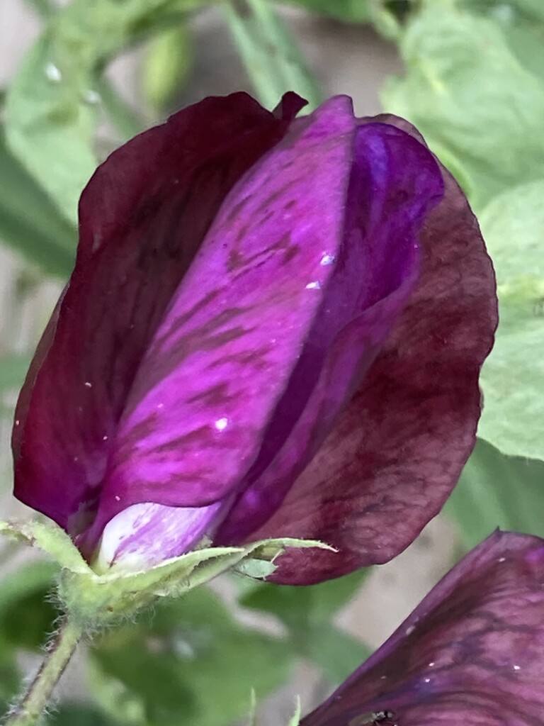 Sweet Pea Flower by cataylor41