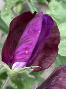 9th Sep 2024 - Sweet Pea Flower