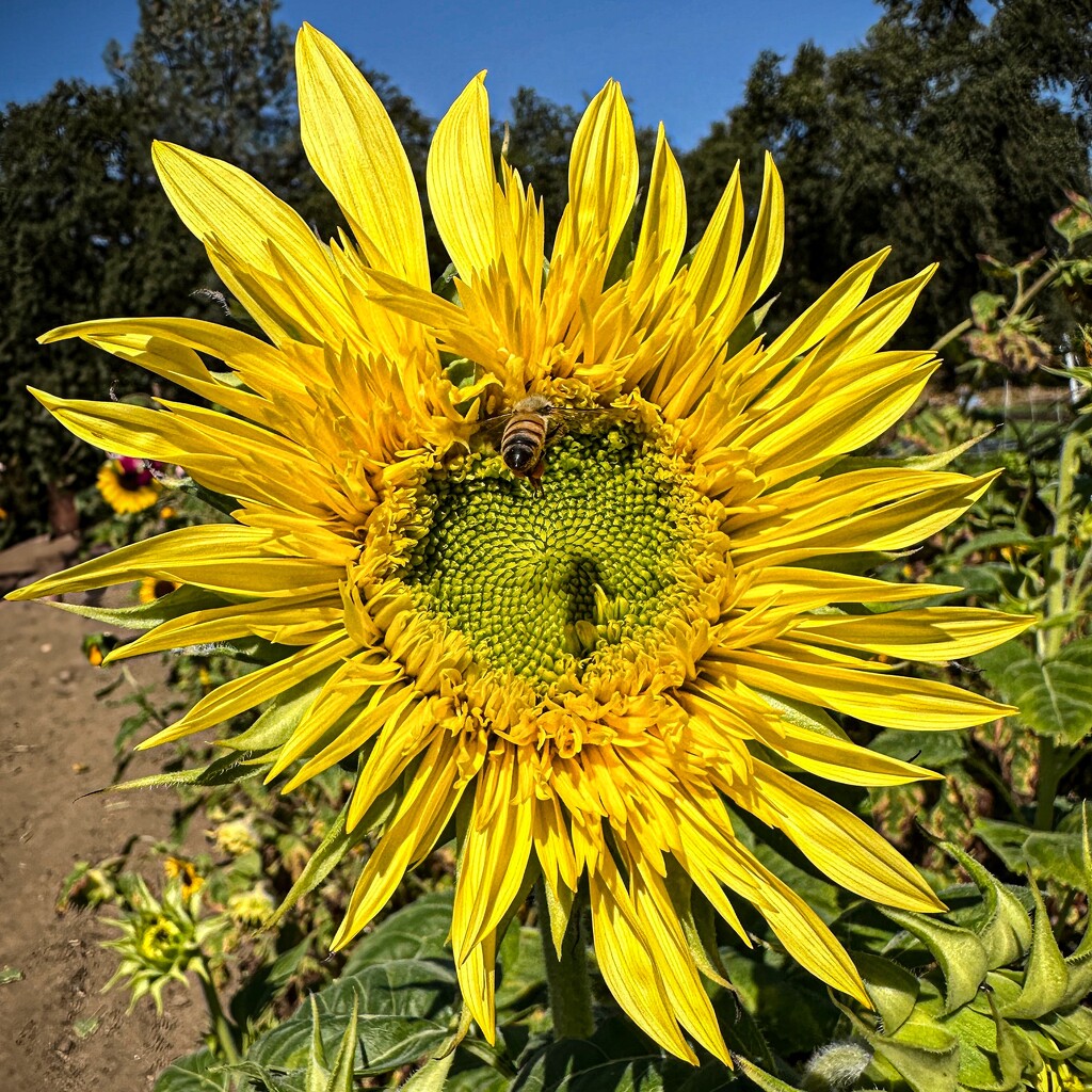 Sunflower #1 by shutterbug49