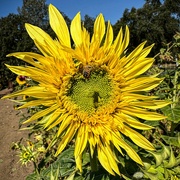 9th Sep 2024 - Sunflower #1