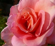 5th Sep 2024 - Peachy rose