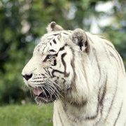 1st Sep 2024 - White Tiger