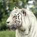 White Tiger by photohoot