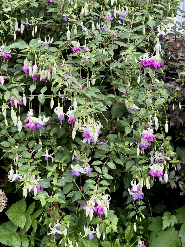 Fuchsia Plant by jeremyccc