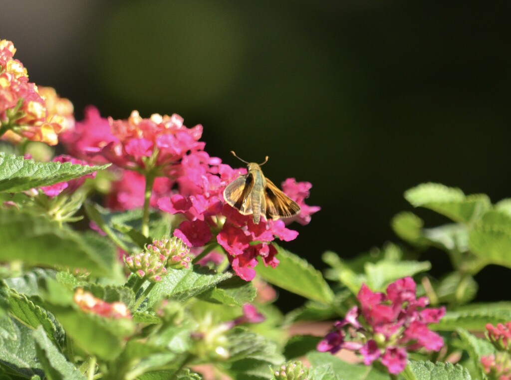 Brown Skipper Butterfly  by pej76