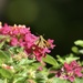 Brown Skipper Butterfly  by pej76