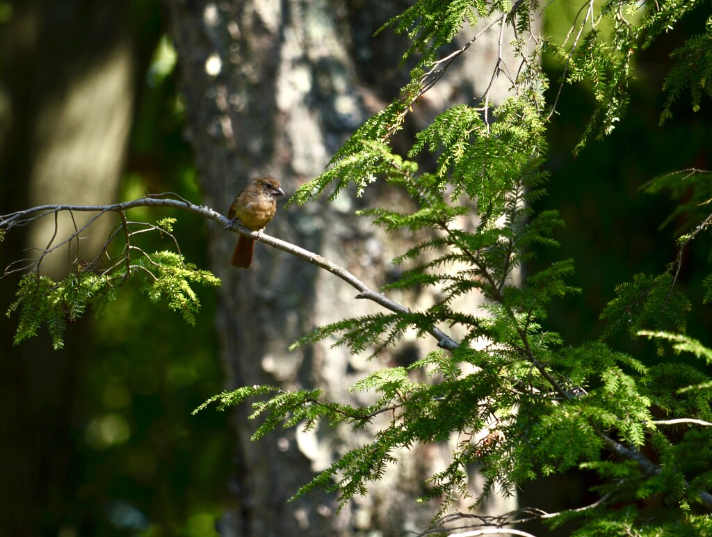 Baby Female Cardinal by pej76