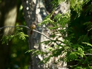 9th Sep 2024 - Baby Female Cardinal