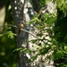 Baby Female Cardinal