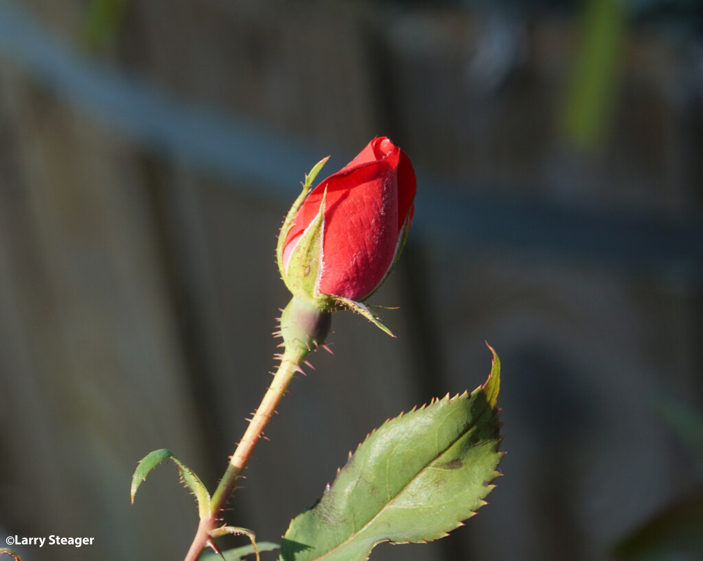 Red rose by larrysphotos