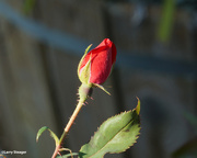 9th Sep 2024 - Red rose