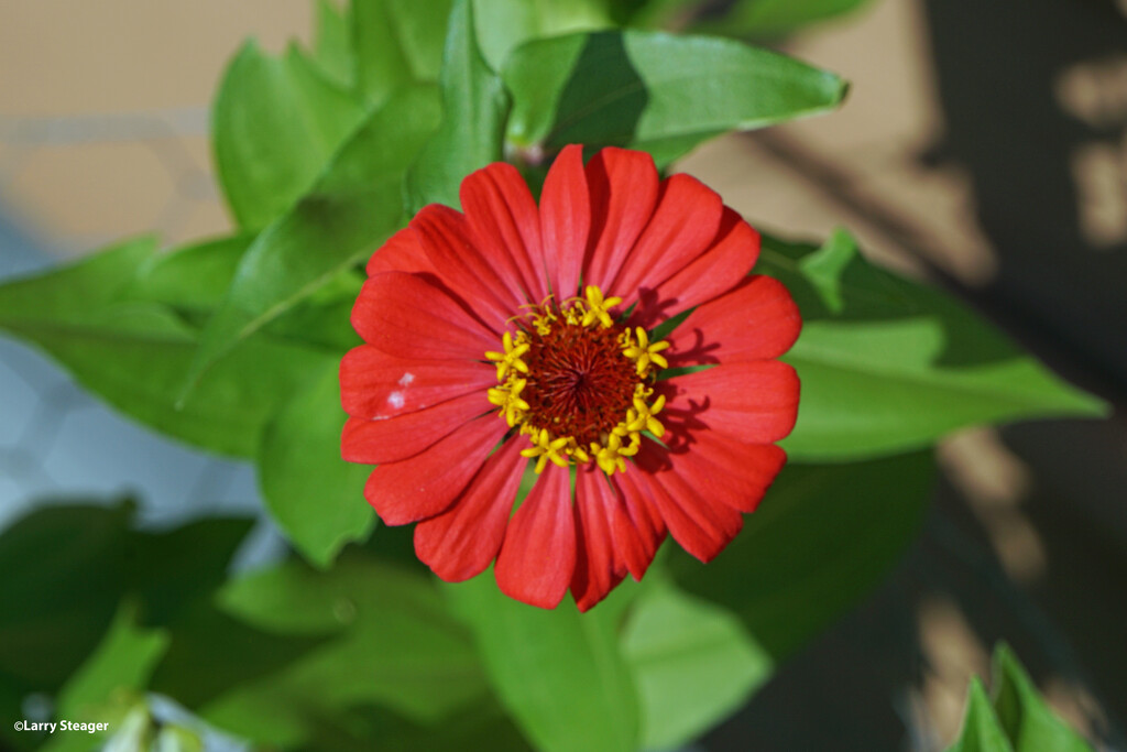 Scarlet Zinnia by larrysphotos