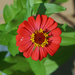 Scarlet Zinnia by larrysphotos